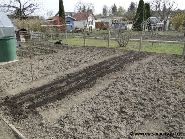 Schwarzwurzeln Sorte Hoffmanns Schwarze Pfahl