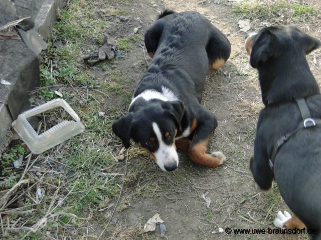 Unsere Appenzeller Sennenhunde