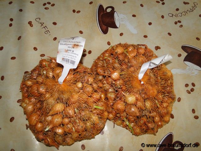 Steckzwiebeln Sorte Stuttgarter Riesen