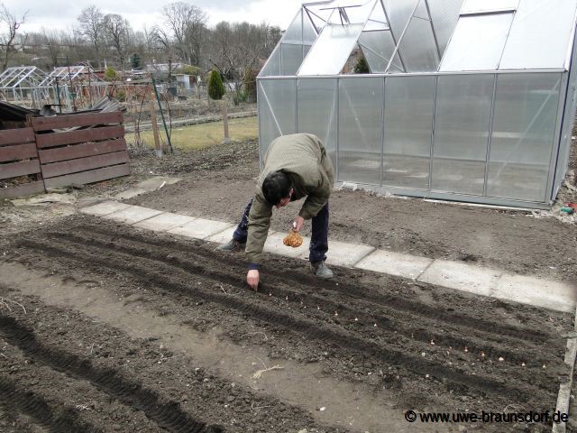 Steckzwiebeln der Sorte Stuttgarter Riesen stecken