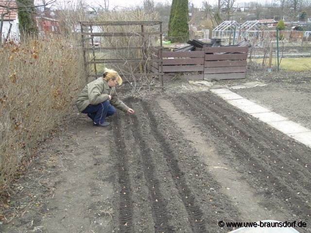 Steckzwiebeln der Sorte Stuttgarter Riesen stecken