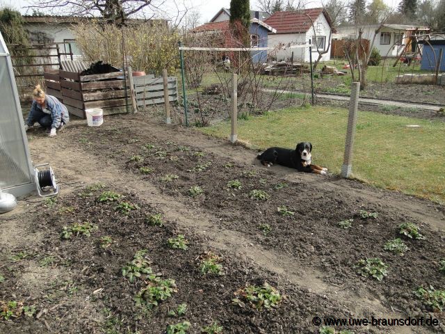 Erdbeerbeete säubern