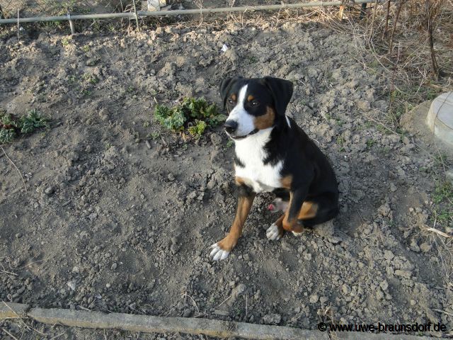 Appenzeller Sennenhund, Name: Dickerchen