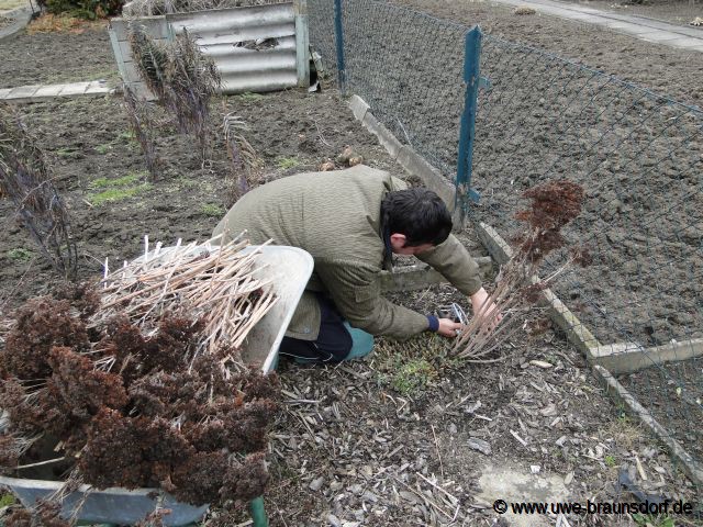 Alte Blütenstände vom Sedum entfernen