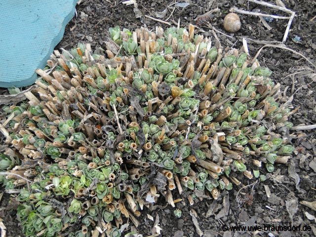 Sedum treibt schon aus