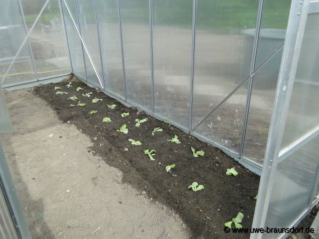 Salat gepflanzt