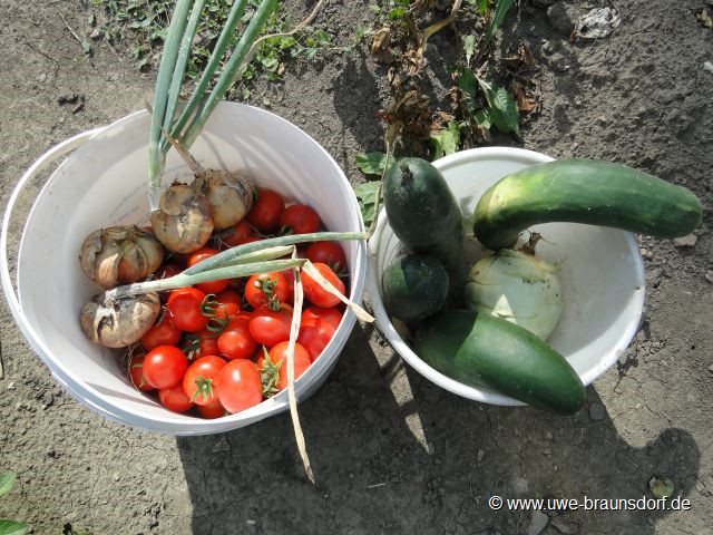Ernte von Tomaten, Zwiebeln, Kohlrabi und Salatgurke
