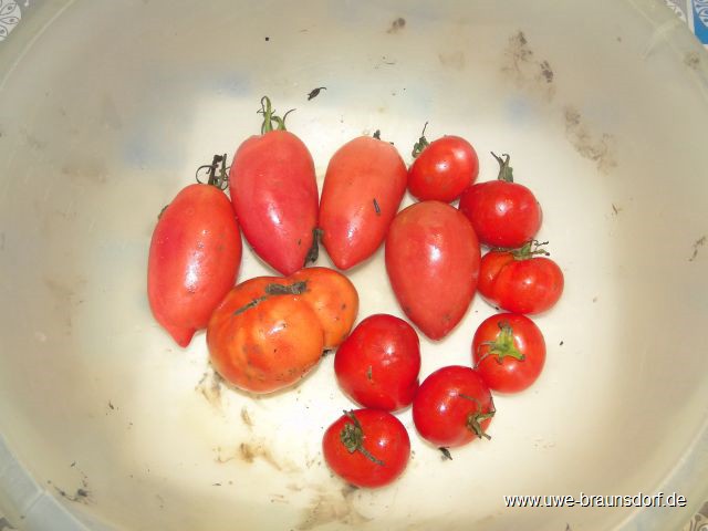Geerntete Tomaten