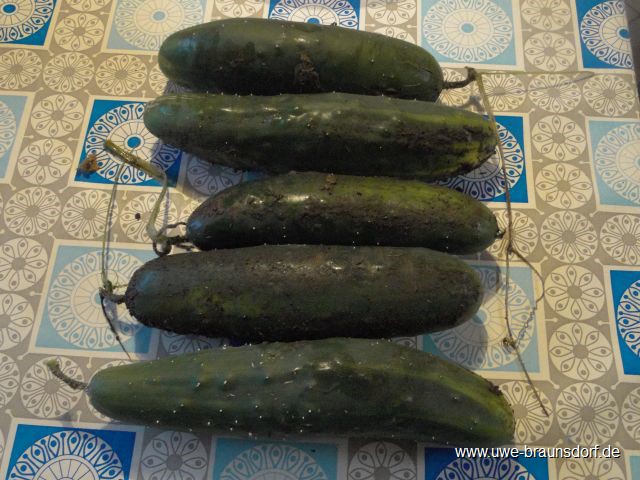 Geerntete Gurken