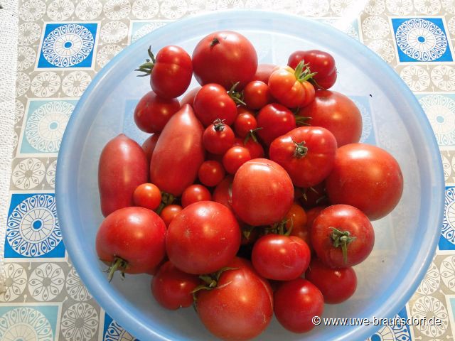 Tomaten verschiedene Sorten