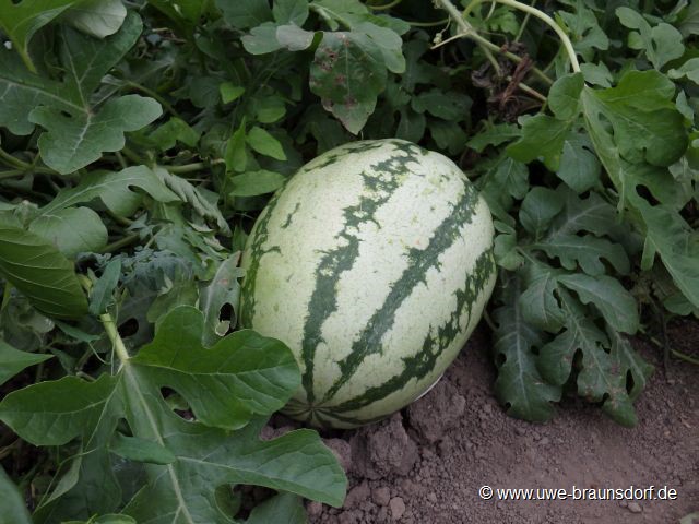 Ernte Melone aus dem Gewächshaus