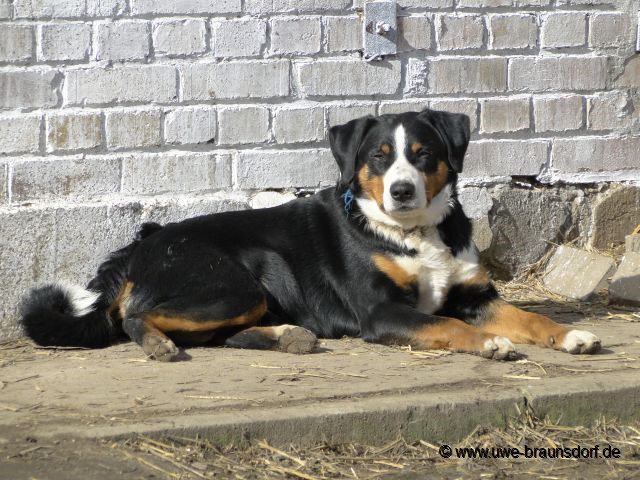 Unser Appenzeller Sennenhund Rüde "Dicker"