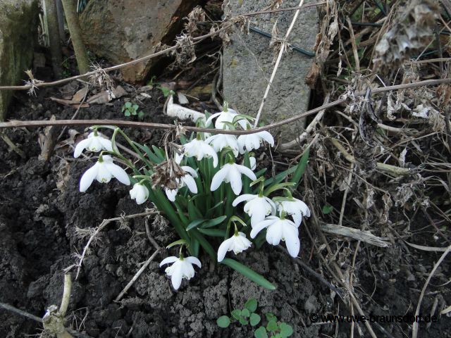 Schneeglöckchen (Galanthus)