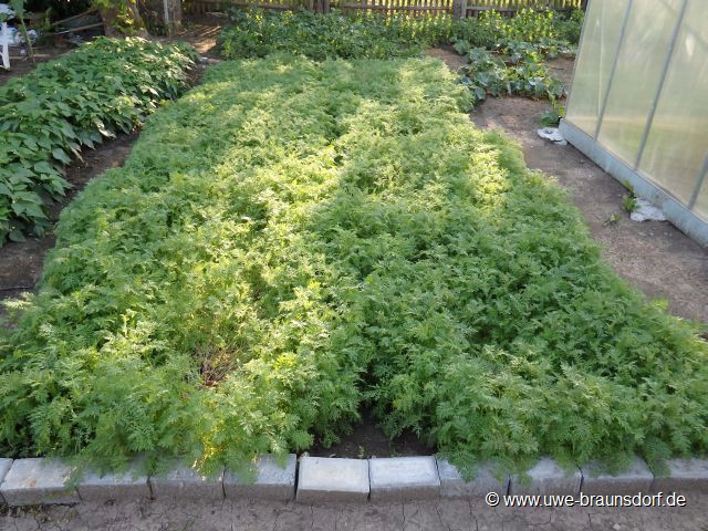 Gründüngung, Gattung Phacelia, deutsche Namen: Bienenweide, Bienenfreund, Büschelschön oder Büschelblume