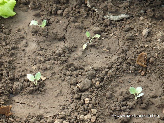 Kohlrabi im Gewächshaus