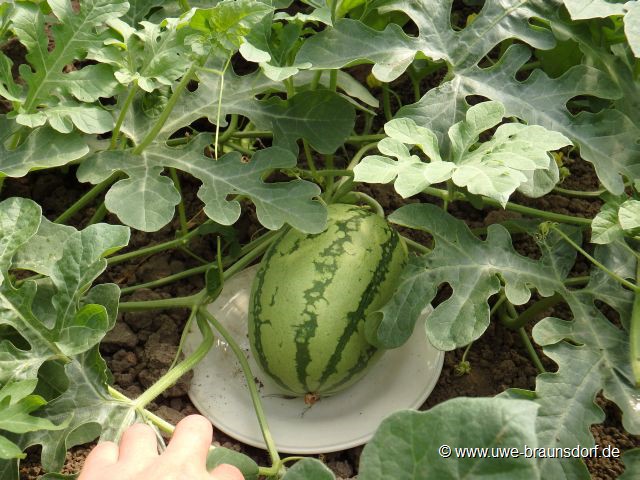 Melone Papa