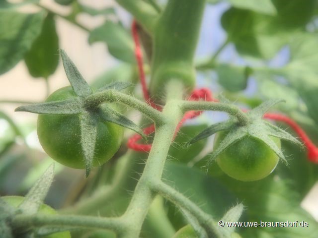 Tomaten (Mama)