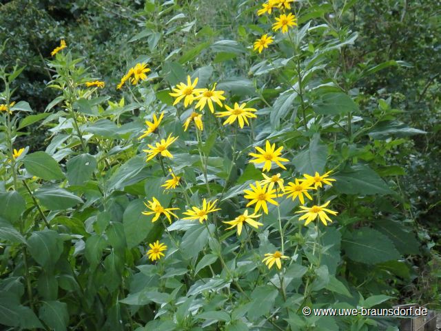 Topinambur, Helianthus tuberosus