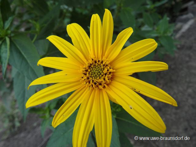 Topinambur, Helianthus tuberosus