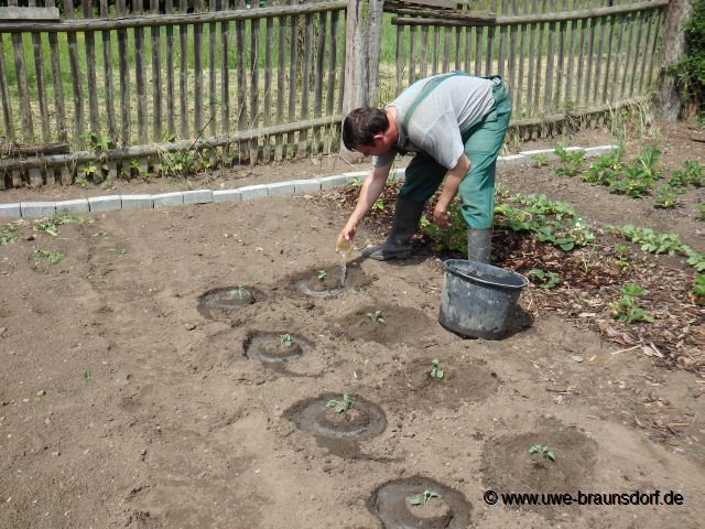 Blumenkohl der Sorte Fremont F1 pflanzen