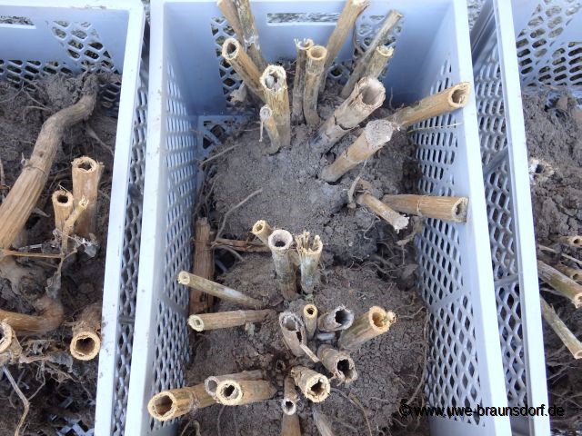 Riesendahlien der Sorte Kalinka pflanzen