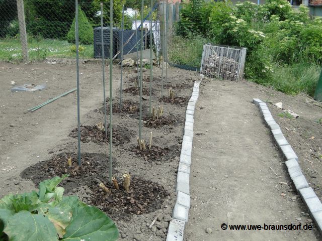 Riesendahlien der Sorte Kalinka pflanzen