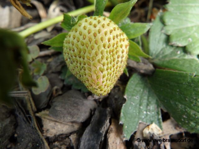 Erdbeeren der Sorte Pegasus