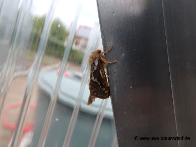 unbekannter Schmetterling