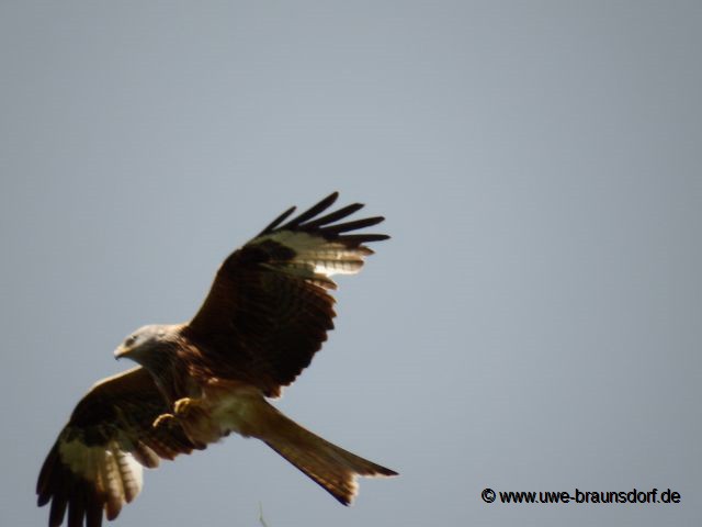Greifvogel