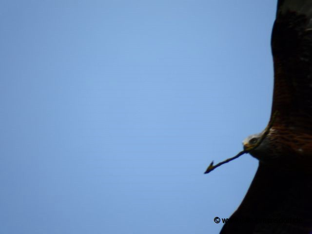 Greifvogel