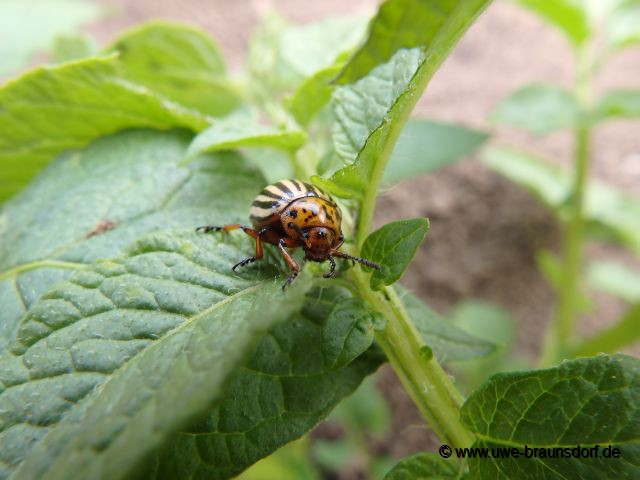 Kartoffelkäfer (Leptinotarsa decemlineata)