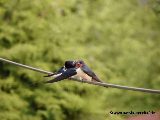 Rauchschwalbe, Hirundo rustica
