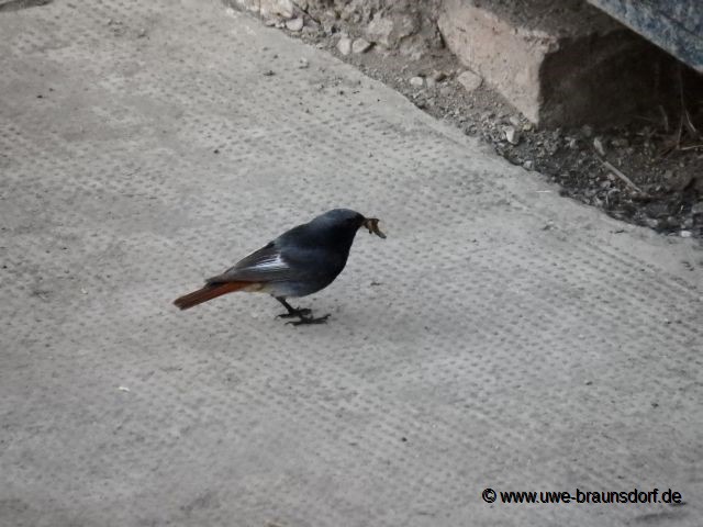 Hausrotschwanz (Phoenicurus ochruros)
