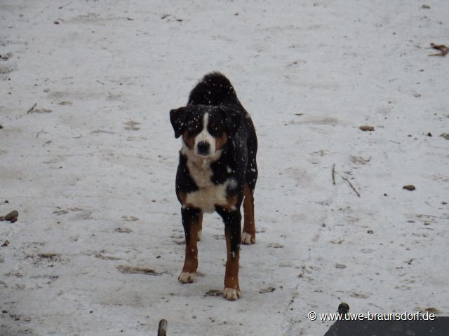 unser Dicker reinrassiger Appenzeller Sennenhund beim leichten Schneefall