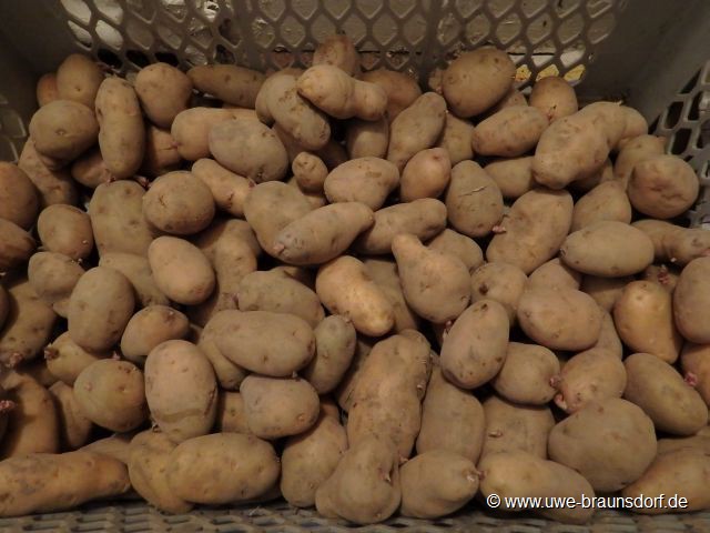 Kartoffeln der Sorte Linda, noch aus 2014