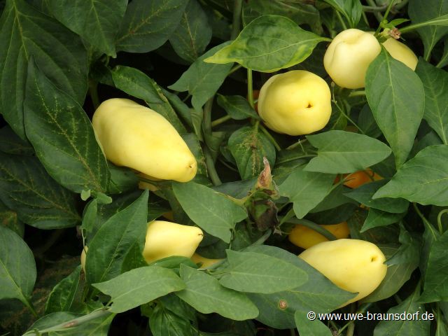 Paprika im Gewächshaus